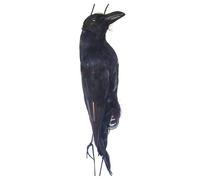 Générique Halloween Crow Decorations - Black Bird Decoration - Black Foam Crow 44cm with Real Feathers Realistic Look Easy to Clean Reusable for Halloween Party Indoor Outdoor