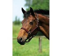 Générique Licol Nylon doublé Cuir - Couleurs - Marine/Gris, Taille - Cheval