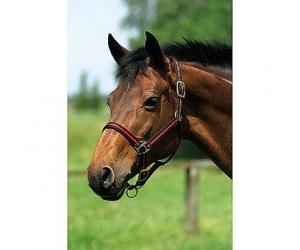 Générique Licol Nylon doublé Cuir - Couleurs - Marine/Gris, Taille - Cheval