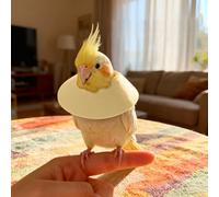 Générique Lot de 1 Colliers Anti-Bite d'oiseau, Protections pour Le Cou des Perroquets, Collerette de Protection Anti-Morsure, Cônes de Récupération Réglables pour Oiseaux (Beige, S)