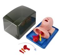 Générique Mannequin d'intubation pour Nourrisson, modèle d'intubation trachéale avancée en PVC, Mannequin d'intubation pédiatrique, Mannequin de Gestion des Voies aériennes trachéales