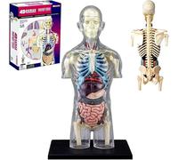 Générique Maquette de Torse d'anatomie Humaine Transparente 4D, modèle d'anatomie des Organes de la moitié du Corps Humain 1:6 - détachable 37 Parties, pour l'affichage de l'enseignement