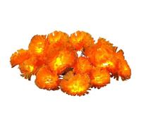 Générique Marigold Light String 20ft 40 LED Outdoor Festival Decoration