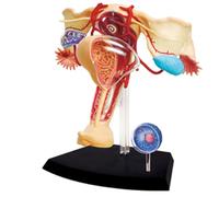 Générique Modèle 4D d'anatomie de la Reproduction féminine, 19 pièces détachables Modèle du système génito-urinaire féminin pour l'étude, l'affichage et l'enseignement Modèle médical Utérus Ovaire