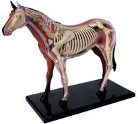 Générique Modèle 4D d'anatomie du cheval - Spécimen de squelette animal, biologie détachable, 26 pièces pour la formation vétérinaire de la clinique pour animaux de compagnieDémonstration pédagogique