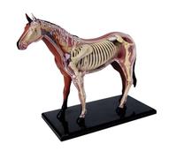 Générique Modèle 4D d'anatomie du cheval, spécimen de squelette animal, biologie détachable, 26 pièces pour la clinique vétérinaire, l'école et l'enseignement