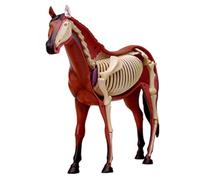 Générique Modèle 4D d'anatomie du cheval - Squelette animal, biologie détachable, 26 pièces pour clinique vétérinaire, démonstration d'enseignement