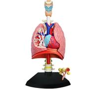 Générique Modèle 4D du système respiratoire Modèle pulmonaire Anatomique, Modèle du cœur et des poumons humains 21 pièces amovibles pour l'enseignement des sciences médicales