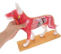 Générique Modèle anatomique d'acupuncture canine - Avec 72 étiquettes numérotées, les plans de dissection sont indiqués à droite pour l'étude vétérinaire et l'affichage.