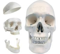 Générique Modèle anatomique de crâne humain adulte, taille réelle - 3 parties - Crâne amovible, base du crâne et mandibule, avec manuel détaillé du produit