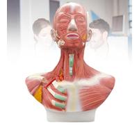 Générique Modèle Anatomique de la tête et des Muscles faciaux, modèle éducatif pour Formation en Anatomie médicale
