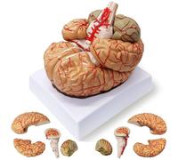 Générique Modèle anatomique de l'artère du cerveau humain, modèle de cerveau humain pour l'enseignement des neurosciences avec vaisseaux à taille réelle pour l'apprentissage en classe de sciences