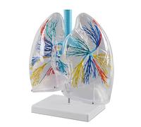 Générique Modèle anatomique des poumons transparent - Système pulmonaire avec arbre bronchique, artères et veines, démonstration réaliste des poumons gauche et droit pour l'enseignement