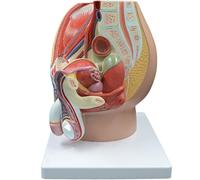 Générique Modèle anatomique du système génital masculin, avec organes amovibles, modèle d'anatomie du système reproducteur masculin adulte, montrant le pénis, la prostate, la vessie