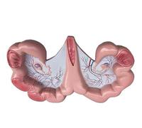 Générique Modèle Anatomique d'utérus de Porc - Modèle d'utérus et d'ovaire - Système de Reproduction Réplique d'anatomie du Corps Animal pour Les médecins Outil pédagogique Modèle d'enseignement