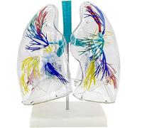 Générique Modèle Anatomique Transparent des poumons avec Structure de l'arbre bronchique et Socle Modèle d'anatomie du système respiratoire pour l'enseignement et la démonstration