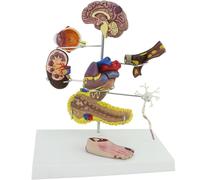 Générique Modèle d'affichage du diabète Modèle d'hypertension Modèle d'organe du diabète Cerveau, œil, cœur, rein, pieds Ensemble de 8 modèles d'enseignement professionnel