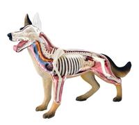 Générique Modèle d'anatomie 4D Chien avec biologie détachable, 29 pièces pour l'enseignement des Animaux, la démonstration et la Formation vétérinaire