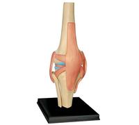 Générique Modèle d'anatomie 4D de l'articulation du Genou Modèle du Corps Humain Modèle éducatif Modèle d'anatomie du Squelette Humain pour l'enseignement médical Aide à la Formation