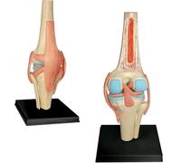 Générique Modèle d'anatomie 4D de l'articulation du Genou Modèle du Corps Humain Modèle éducatif Modèle d'anatomie du Squelette Humain pour l'enseignement médical Aide à la Formation