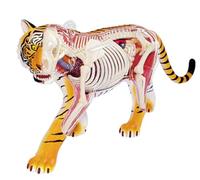 Générique Modèle d'anatomie animale de tigre 4D, détachable 27 organes corps squelette aide pédagogique équipement de laboratoire Master Puzzle d'assemblage jouet, pour d'étude squelette modèle