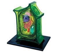 Générique Modèle d'anatomie de cellule végétale 4D, modèles d'enseignement de biologie amovibles avec 26 pièces, modèle d'anatomie des organites de cellule végétale pour affichage