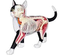Générique Modèle d'anatomie de chat 4D Vision, 28 pièces pour démonstration d'enseignement animalier, outil de formation vétérinaire pour animaux