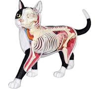 Générique Modèle d'anatomie de chat 4D Vision, 28 pièces pour l'enseignement des animaux Démonstration Modèle d'anatomie de chat Outil de formation vétérinaire pour l'enseignement des animaux