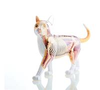 Générique Modèle d'anatomie de chat 4D Vision, modèle d'anatomie animale avec organes et parties du corps entièrement détachables pour l'enseignement de la médecine Cadeau pour les médecins