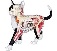 Générique Modèle d'anatomie de Chat à Vision 4D, 28 pièces pour l'enseignement des Animaux Modèle d'anatomie de Chat, Outil d'enseignement vétérinaire pour l'enseignement des Animaux