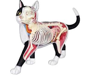 Générique Modèle d'anatomie de Chat à Vision 4D, 28 pièces pour l'enseignement des Animaux Modèle d'anatomie de Chat, Outil d'enseignement vétérinaire pour l'enseignement des Animaux