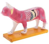 Générique Modèle d'anatomie de chat avec points d'acupuncture - Outil pédagogique vétérinaire, avec 36 points d'acupuncture étiquetés numériquement pour l'acupuncture et la formation vétérinaire