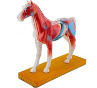 Générique Modèle d'anatomie de cheval avec points d'acupuncture - Outil pédagogique vétérinaire, modèle détaillé d'organes en PVC pour acupuncture, moxibustion et formation vétérinaire