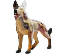 Générique Modèle d'anatomie de chien 4D Vision, modèle d'anatomie de squelette de chien loup, 29 pièces d'organes détachables pour l'enseignement et la démonstration des animaux