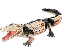 Générique Modèle d'anatomie de Crocodile 4D Vision,Modèle d'organe détachable 26 Composants,Formation médicale Modèles d'organes d'animaux, Modèle d'animal