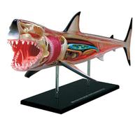 Générique Modèle d'anatomie de grand requin blanc 4D, modèle d'anatomie des organes de requin détachable en 20 parties, modèle anatomique animal 4D Vision, pour étude, exposition