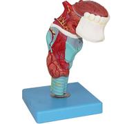 Générique Modèle d'anatomie de la langue et de la gorge humaine, 5 pièces, Larynx, Modèle langue-dents-gorge à taille réelle comprenant la langue,glande thyroïde et le larynx pour l'étude