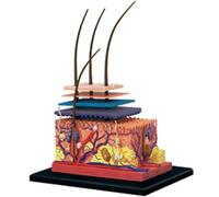 Générique Modèle d'anatomie de la peau et des cheveux humains en 4D, 19 pièces amovibles Modèle pédagogique - Convient comme outil de présentation en classe