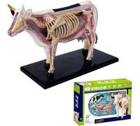 Générique Modèle d'anatomie de la vache 4D-biologie détachable, spécimen de squelette animal en 29 parties pour la formation vétérinaire de la clinique pour animaux de compagnieDémonstration