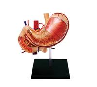 Générique Modèle d'anatomie de l'estomac assemblé, modèle Anatomique d'organe Humain en 4D, modèle d'estomac en 12 Parties, Outils d'enseignement et d'apprentissage de la médecine