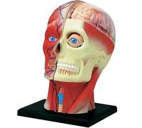 Générique Modèle d'anatomie de tête humaine en vision 4D, modèle d'enseignement des tissus musculaires neurovasculaires, modèle d'anatomie faciale humaine pour l'enseignement