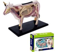 Générique Modèle d'anatomie de vache 4D, biologie détachable, spécimen de squelette animal en 29 parties pour l'enseignement de l'école de formation vétérinaire de la clinique pour animaux compagnie