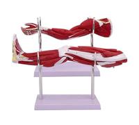 Générique Modèle d'anatomie des muscles des membres supérieurs du bras, des muscles des membres inférieurs de la jambe avec marque numérique, avec base et support, montrant les formes, 2 paquets