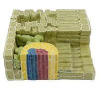 Générique Modèle d'anatomie des plantes, modèle de structure de feuille agrandi 7X, modèles de structure de feuille en biologie et botanique pour l'étude en classe de sciences