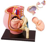 Générique Modèle d'anatomie du Bassin de Grossesse Humaine 4D Mini modèle d'utérus Humain avec fœtus Amovible, 3 Parties, Grandeur Nature, Outils d'éducation à l'accouchement