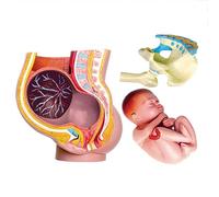 Générique Modèle d'anatomie du bassin de grossesse humaine 4D Mini modèle d'utérus humain avec fœtus amovible - 3 parties - grandeur nature - Outils d'éducation à l'accouchement