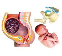 Générique Modèle d'anatomie du bassin de grossesse humaine 4D, mini modèle d'utérus humain grandeur nature en 3 parties avec outils d'éducation à l'accouchement du fœtus amovible