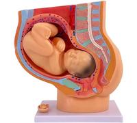 Générique Modèle d'anatomie du Bassin de la Femme Enceinte avec modèle de fœtus Amovible de Neuf Mois, modèle d'éducation à l'accouchement pour l'enseignement Scolaire et l'obstétrique