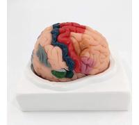 Générique Modèle d'anatomie du cerveau humain - Modèle de découpage du cortex cérébral, 8 parties détachables, avec régions colorées et numérotées, comprend un socle - pour exposition