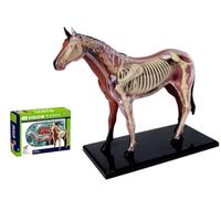 Générique Modèle d'anatomie du cheval 4D Vision - Aides pédagogiques Simulation d'un animal Cheval Modèle détaillé d'organe animal pour l'enseignement et l'apprentissage médicaux